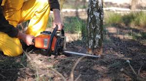 Manti, UT Tree Removal Company